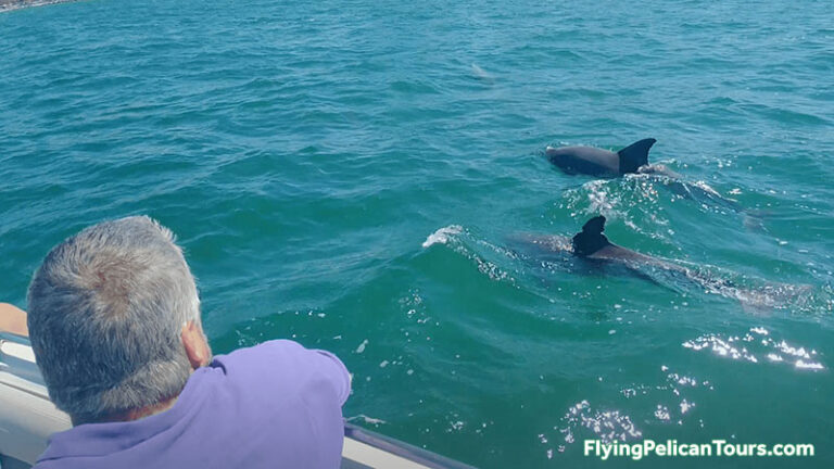 05 dolphins 16x9 1 768x432