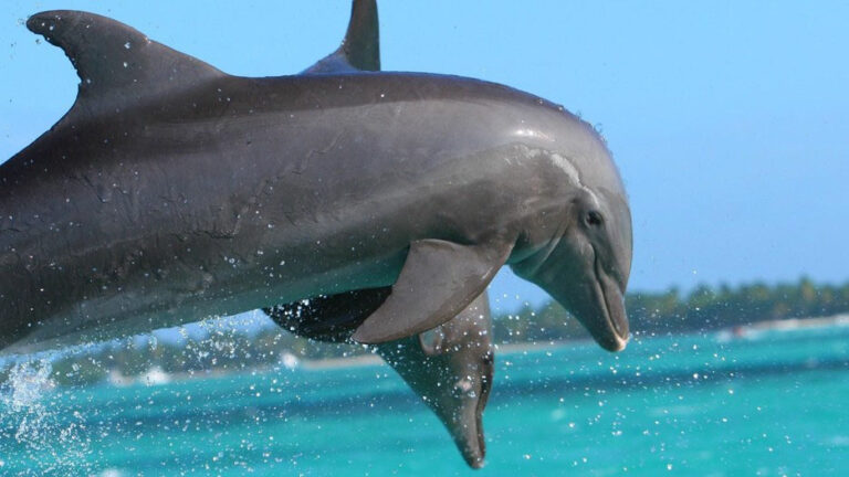 DQ dolphins jumping low res 16x9 1 768x432